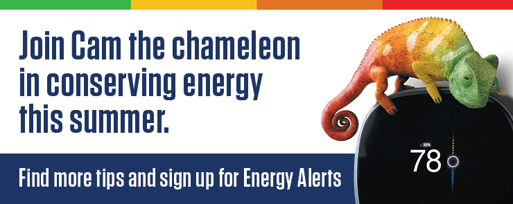 Join Cam the chameleon