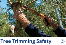 Tree Trimming Safety